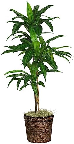 Nearly Natural 48in Dracaena Artificial Plant with Basket