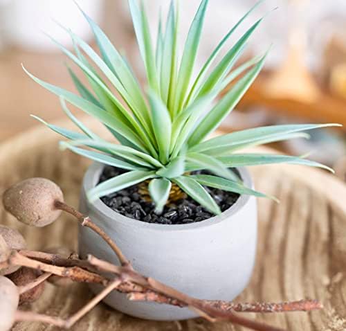 Kurrajong Farmhouse Artificial Succulent in Pot