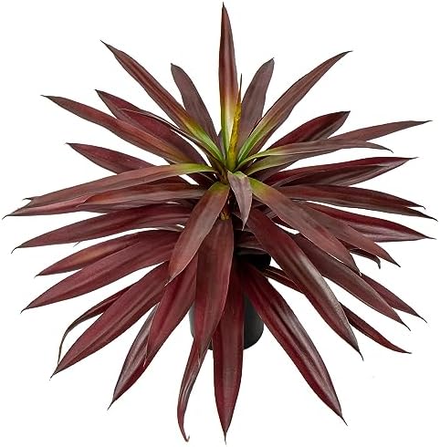 Briful Artificial Yucca Plant 173 Inch Red