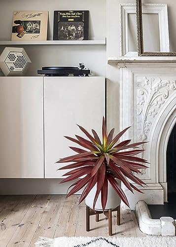 Briful Artificial Yucca Plant 173 Inch Red