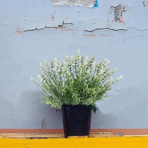 ZeKonan Artificial Lavender Flowers 6 Bundles 17 Each